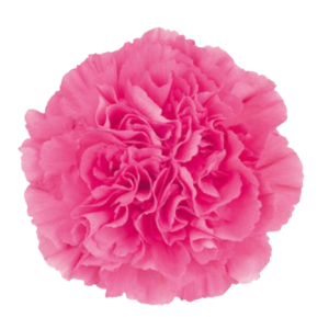carnation kirsi tawi village