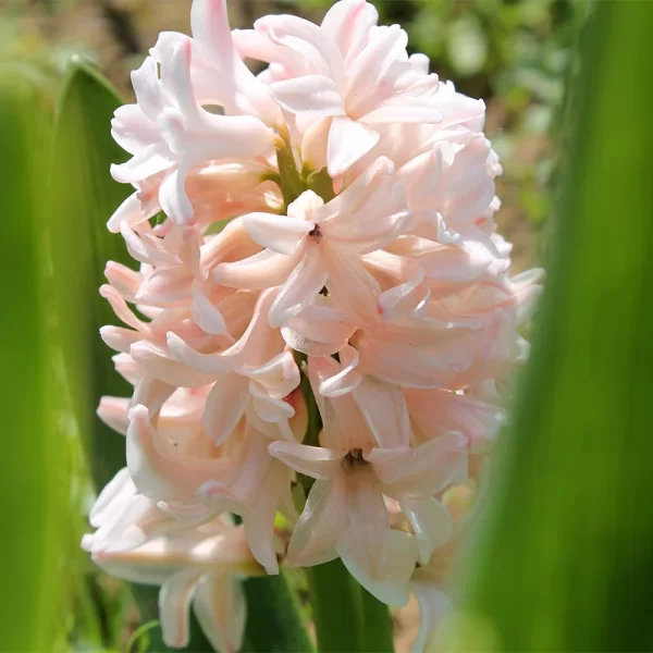 Hyacinthus Light Pink Tawi Village