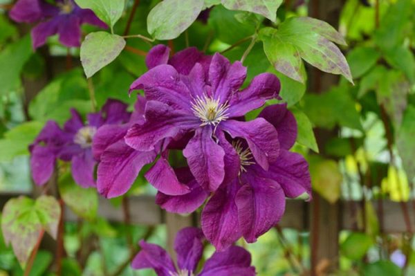 Clematis Purple Tawi Village