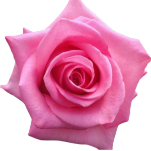 Rose Cotton Candy Tawi Village
