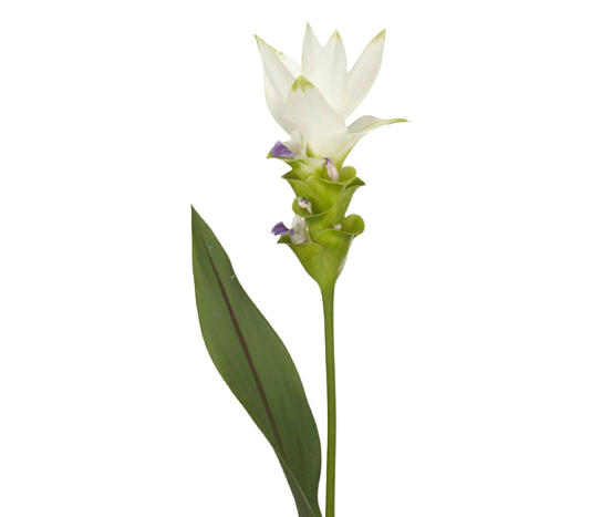 Curcuma White Tawi Village