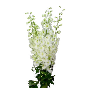 Delphinium Dewi Siberia Tawi Village