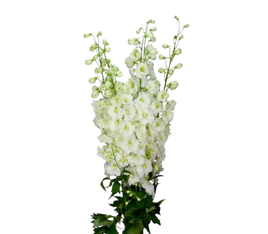 Delphinium Dewi Siberia Tawi Village