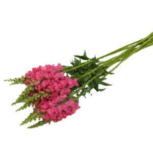 Antirrhinum Dark Pink Tawi Village