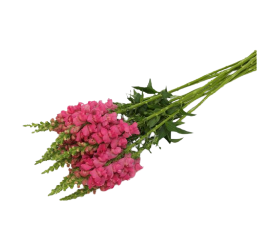 Antirrhinum Dark Pink Tawi Village