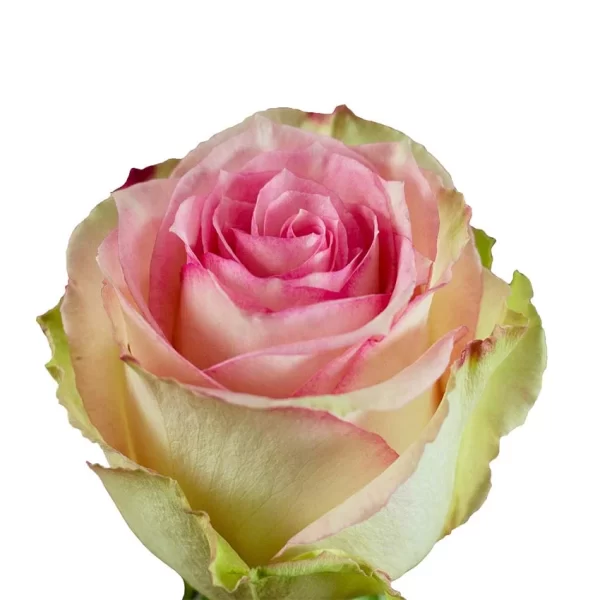 Rose Esperance Tawi Village