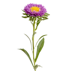 Aster Purple Tawi Village