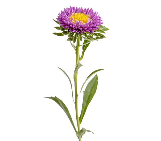 Aster Purple Tawi Village
