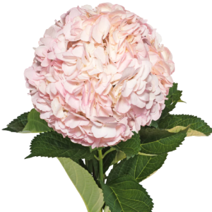 Hydrangea Tinted Light Pink Tawi Village