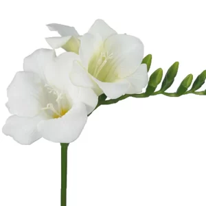 Freesia Tawi Village