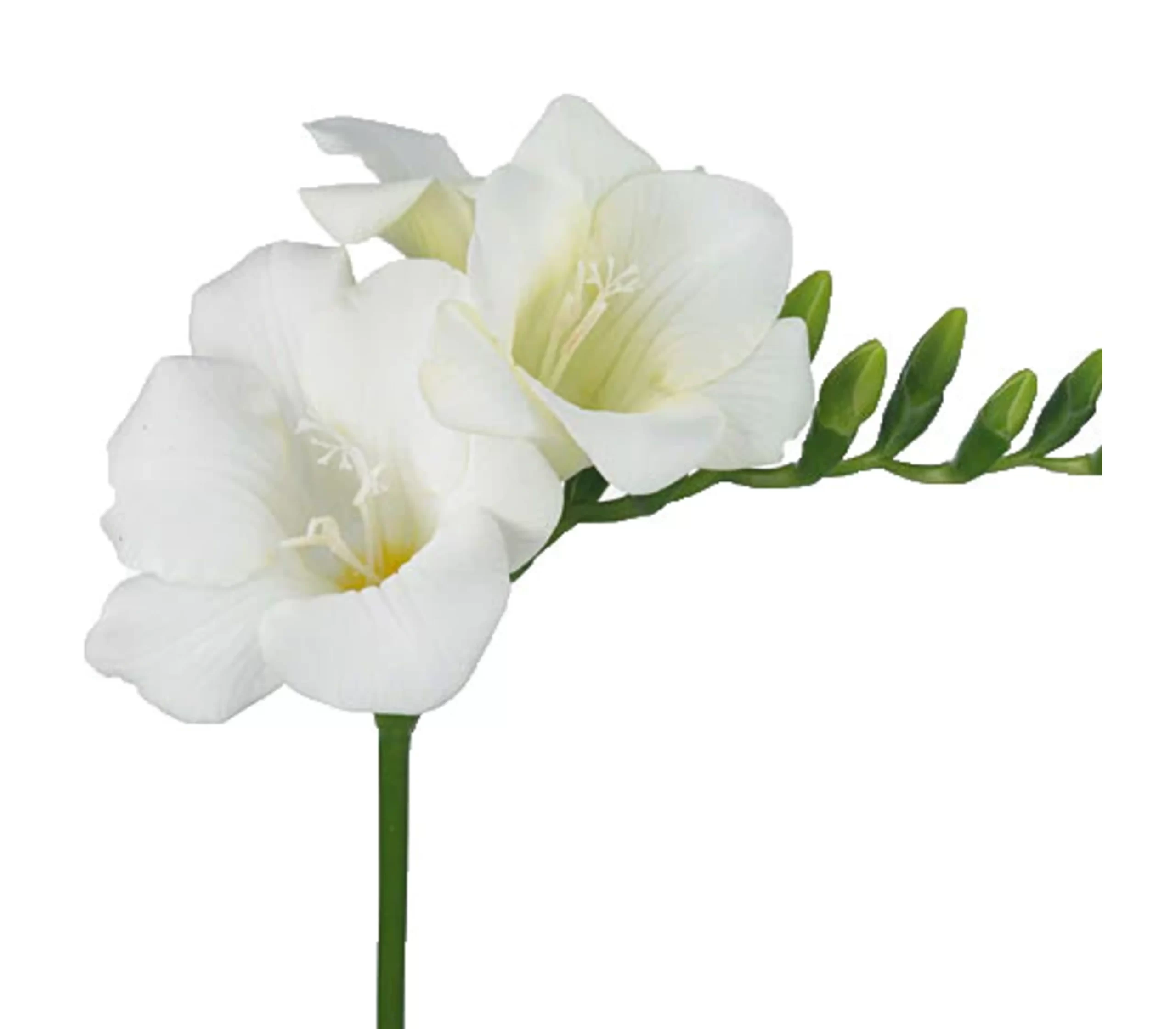 Freesia Tawi Village