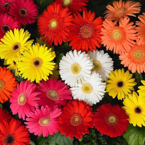 Gerbera Mixed Colour Tawi Village