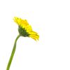 Gerbera Yellow Tawi Village
