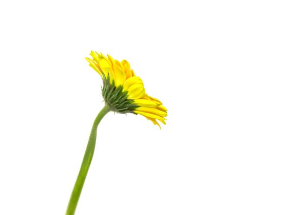 Gerbera Yellow Tawi Village