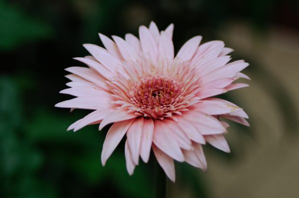 Gerbera Light Pink Tawi Village
