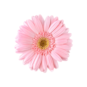 Gerbera Light Pink Tawi Village