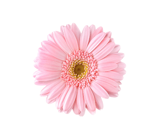 Gerbera Light Pink Tawi Village
