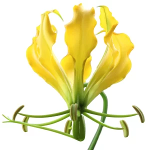 Glorisa Flower Long Yellow Tawi Village