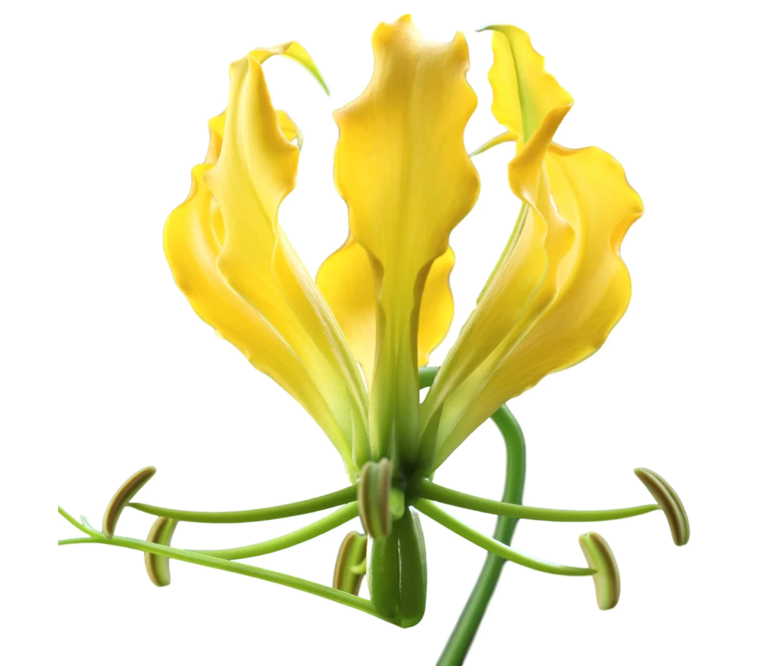 Glorisa Flower Long Yellow Tawi Village