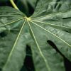 Aralia Small Tawi Village