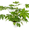 Aralia Small Tawi Village
