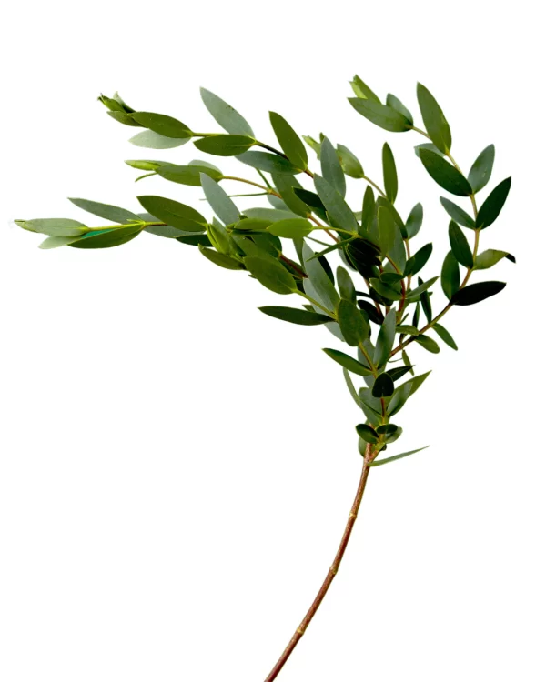 Eucalyptus Parvifolia Tawi Village