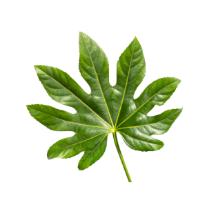 Aralia Small Tawi Village