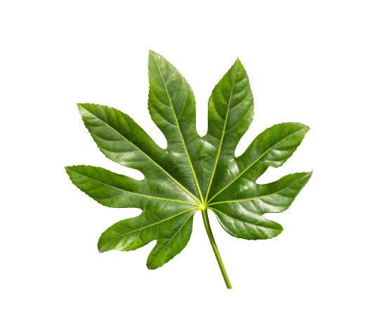 Aralia Small Tawi Village