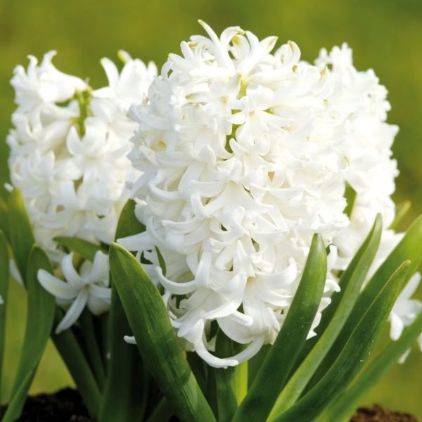 Hyacinth White Tawi Village