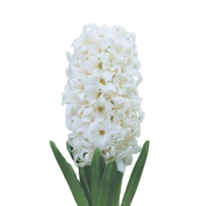 Hyacinth White Tawi Village