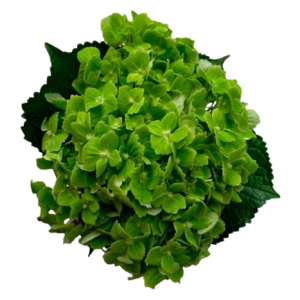 Hydrangea Green Tawi Village
