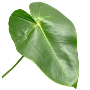 Anthurium Leaves Tawi Village