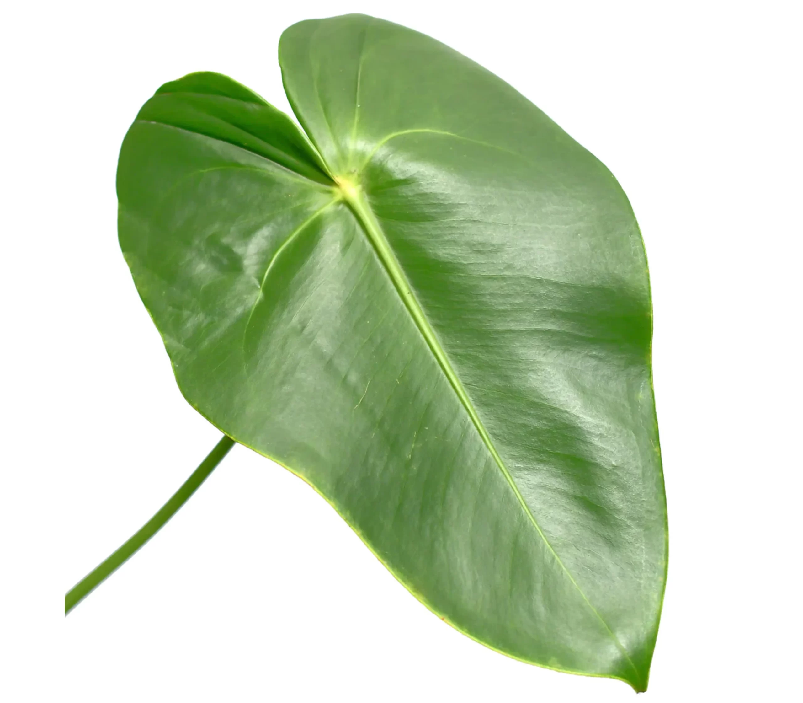 Anthurium Leaves Tawi Village