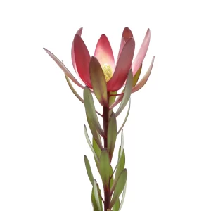 Safari Sunset / Leucadendron Red Tawi Village