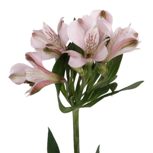 Alstroemeria Selection Light Pink Tawi Village