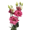 Lisianthus Pink Tawi Village