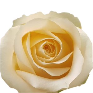 Rose Magic Avalanche Tawi Village
