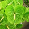 Anthurium Midori Tawi Village