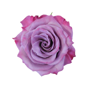 Rose Moody Blues Tawi Village