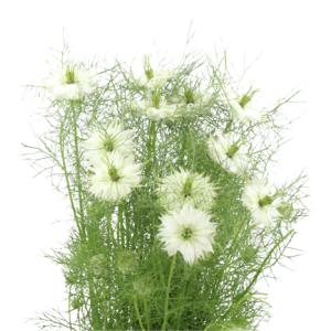 Nigella White Tawi Village