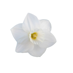 Narcissus White Tawi Village