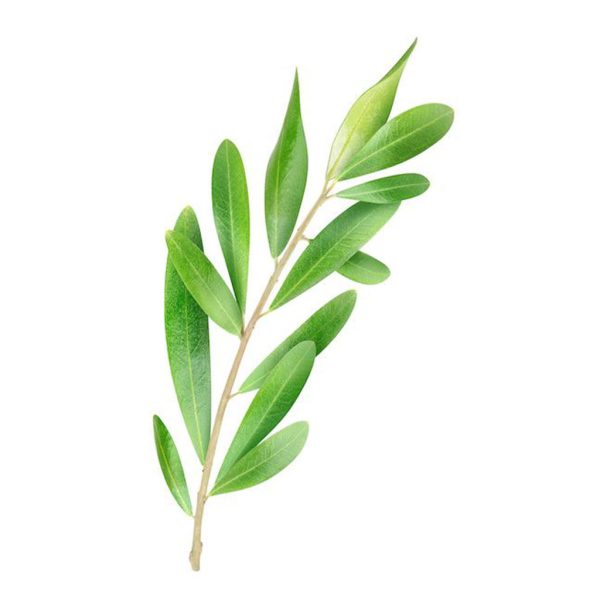 Olive Leaves Green Tawi Village