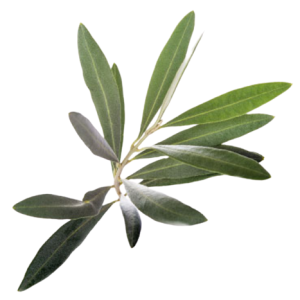 Olive Leaves Green Tawi Village