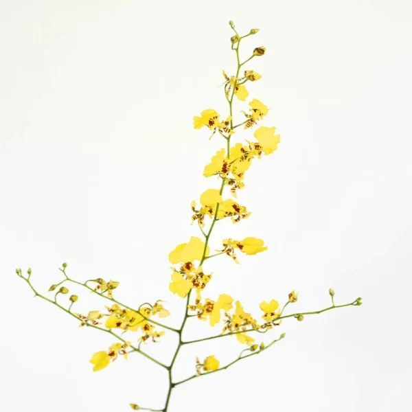Oncidium Yellow Tawi Village
