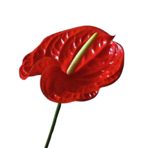 Anthurium Osaki Tawi Village