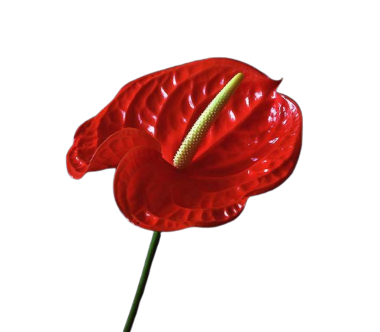 Anthurium Osaki Tawi Village