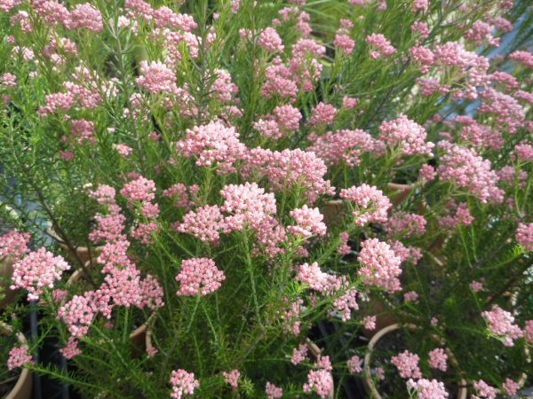 Ozothamnus Pink Tawi Village