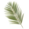 Areca Palm Leaves Tawi Village