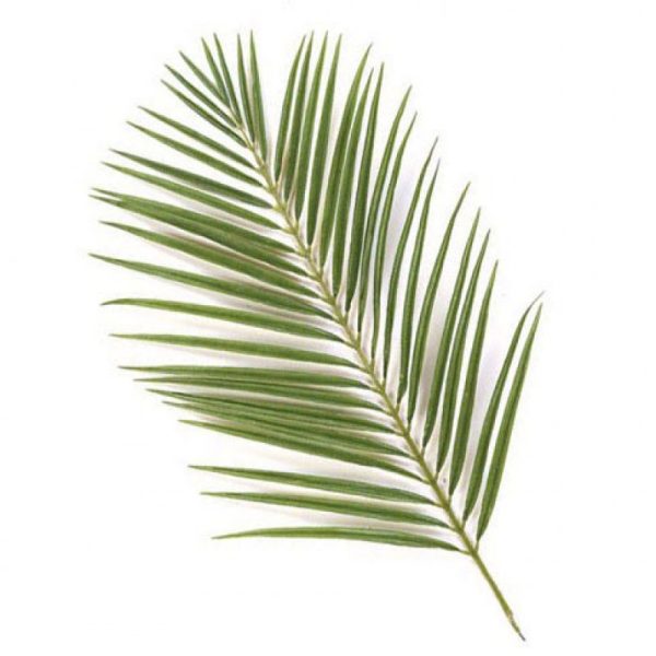 Areca Palm Leaves Tawi Village