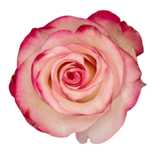 Rose Paloma Tawi Village